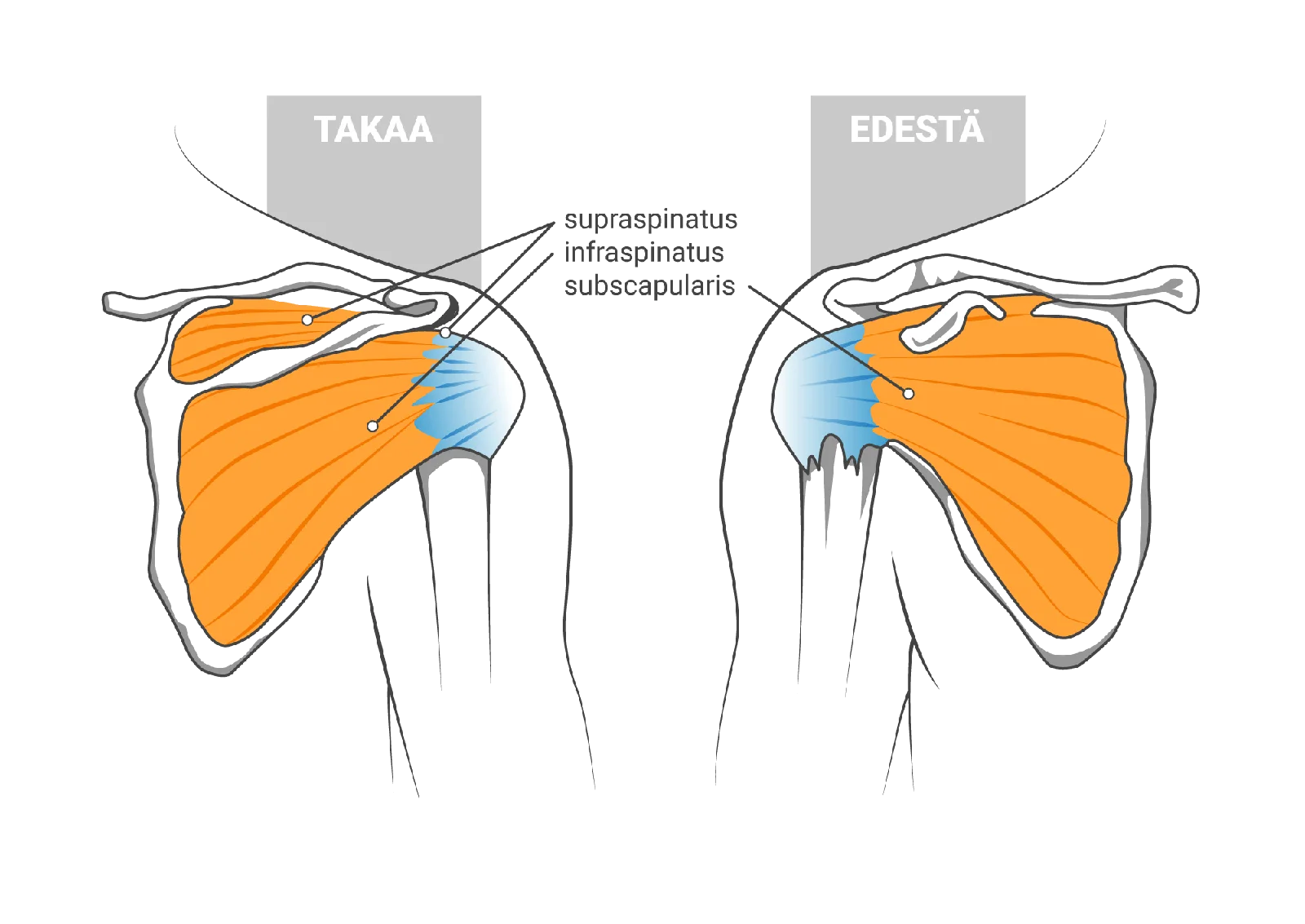Kiertäjäkalvosimen anatomia edestä ja takaa